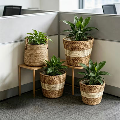 Mori Basket™｜天然素材のラタンプランター 3点セット